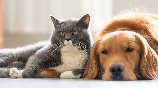 Кішки чи собаки: вчені дослідили, хто розумніші