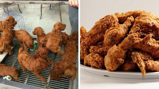 Дерево-броколі і шоколадний гриб: речі, які дуже схожі на їжу Дерево-броколі і шоколадний гриб: речі, які дуже схожі на їжу