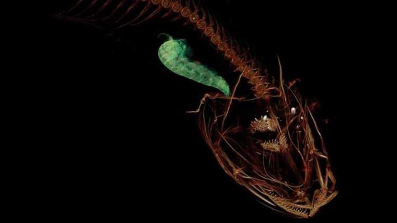 Вчені знайшли рибу, яка водиться на найбільших глибинах Вчені знайшли рибу, яка водиться на найбільших глибинах