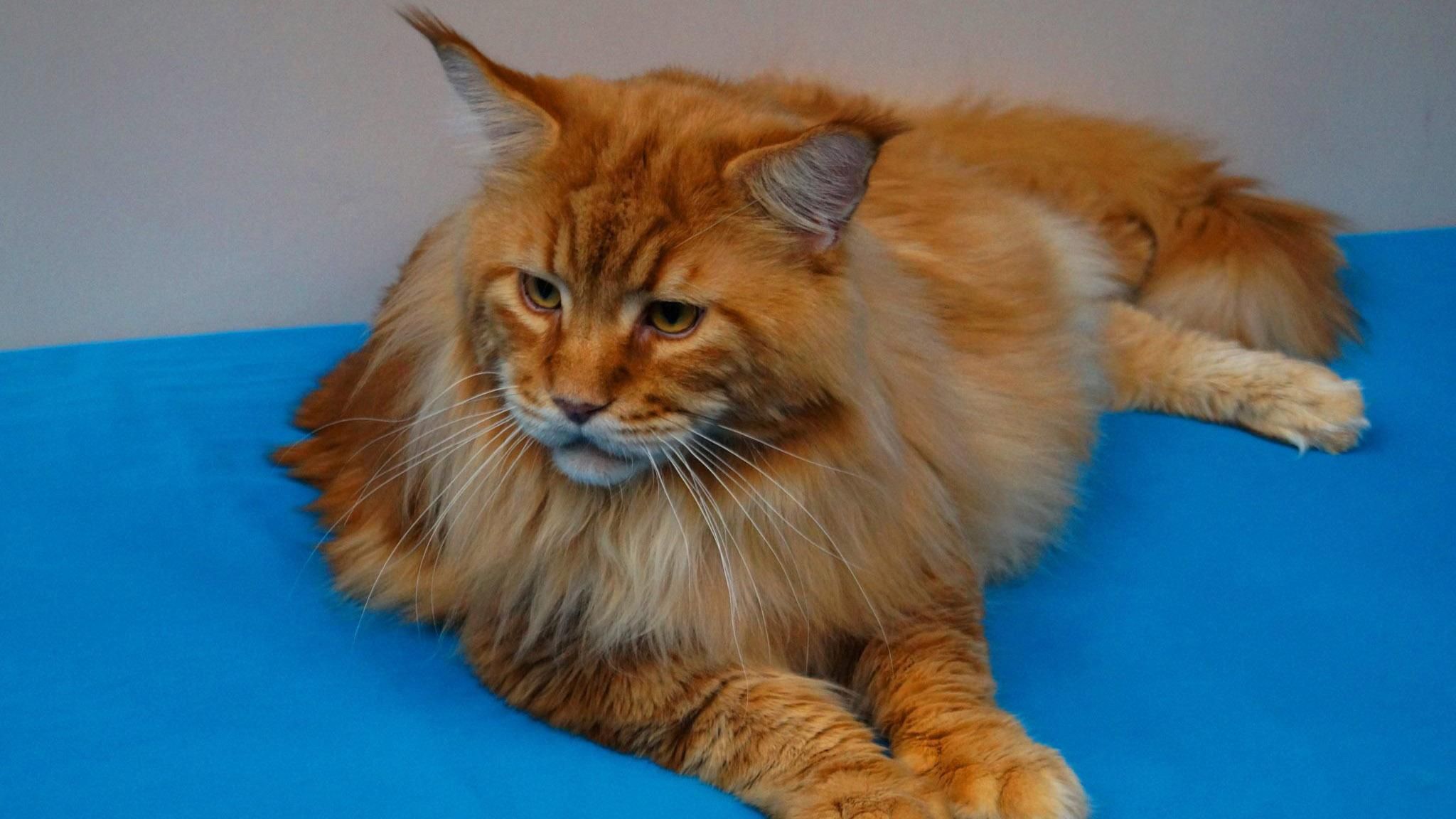 Товстунчик Кекс офіційно став найбільшим котом України