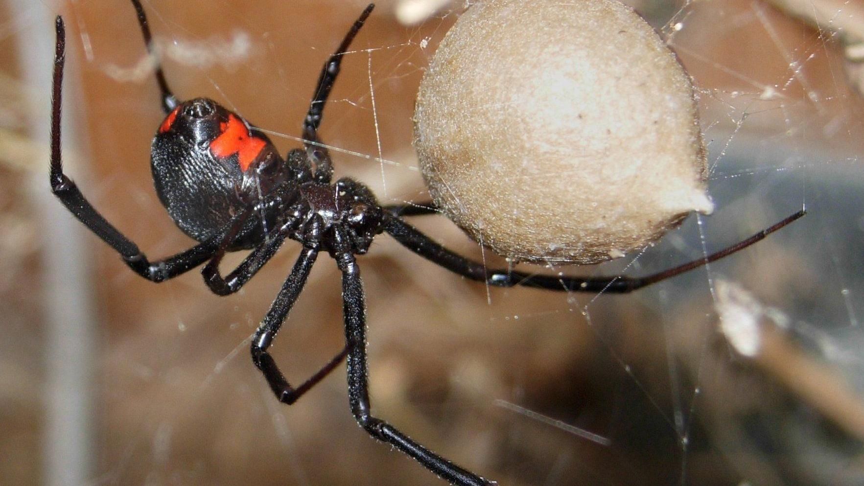 "Дощ" з отруйних павуків пройшов в Австралії: моторошне фото