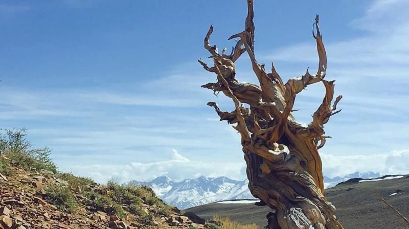 Як виглядають найдревніші дерева сучасності: фоторепортаж з соціальних мереж
Як виглядають найдревніші дерева сучасності: фоторепортаж з соціальних мереж