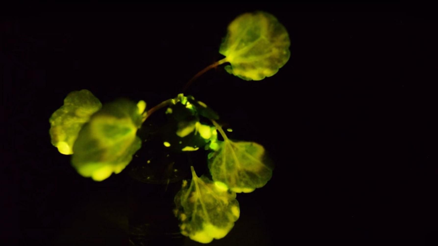 Вченим вдалося виростити рослину, що світиться в темряві: захопливе відео