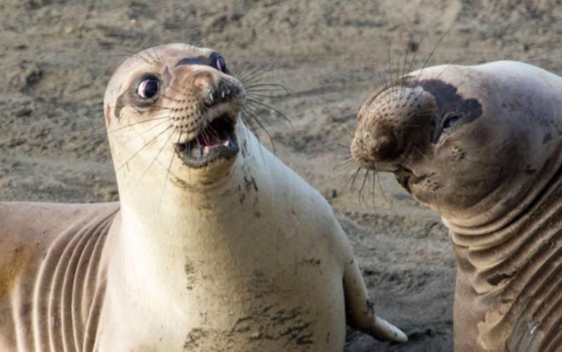 Фотографи показали найсмішніші фото тварин за 2017 рік: кумедні знімки 