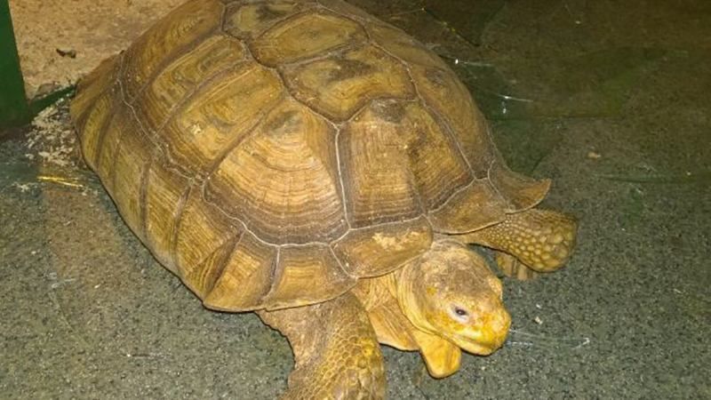 В Іркутську "Шрек" і "Фіона" намагалися втекти із зоопарку: затримав їх кіт "Батон" В Іркутську "Шрек" і "Фіона" намагалися втекти із зоопарку: затримав їх кіт "Батон"