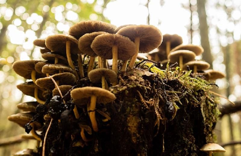 Науковці виявили неочікуваних творців земної атмосфери Науковці виявили неочікуваних творців земної атмосфери