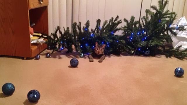 Як домашні улюбленці знищують новорічні ялинки: кумедні фото Як домашні улюбленці знищують новорічні ялинки: кумедні фото