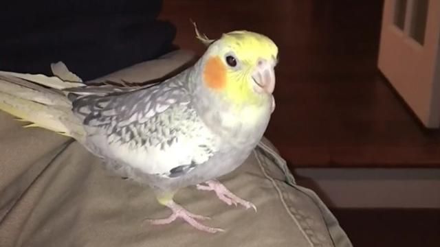 Папуга вправно копіює мелодію з iPhone: кумедне відео Папуга вправно копіює мелодію з iPhone: кумедне відео