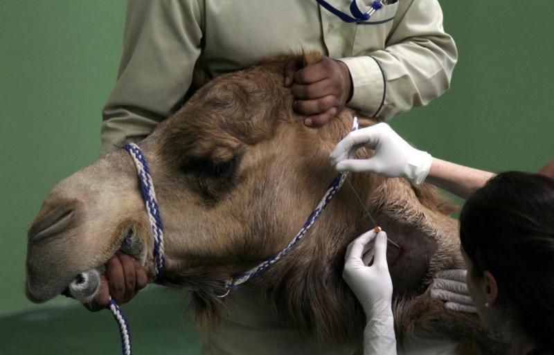 1000 доларів за операцію, – у Дубаї з'явився унікальний госпіталь виключно для верблюдів
