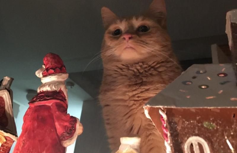 В сети набирают популярность фотожабы на "злого Кота Тьмы" В сети набирают популярность фотожабы на "злого Кота Тьмы"