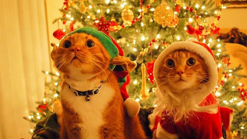 Как защитить елку от домашних любимцев: проверенные способы Как защитить елку от домашних любимцев: проверенные способы