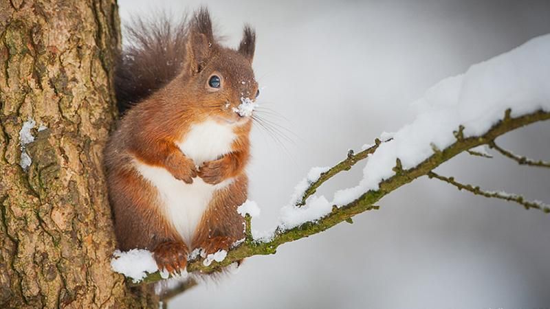 Як тварини радіють снігу: курйозні фото 