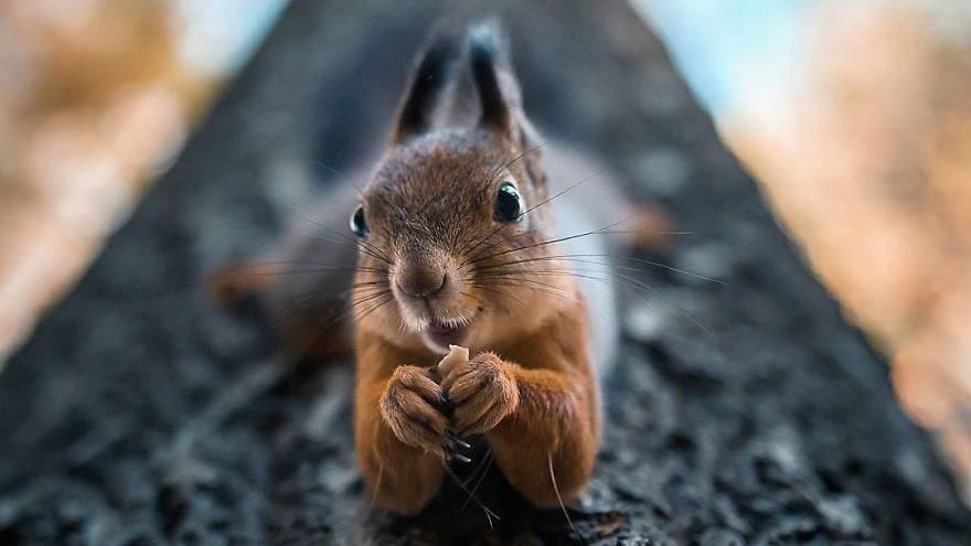 Фотограф снимает животных в невероятно проникновенных ракурсах: фото Фотограф снимает животных в невероятно проникновенных ракурсах: фото