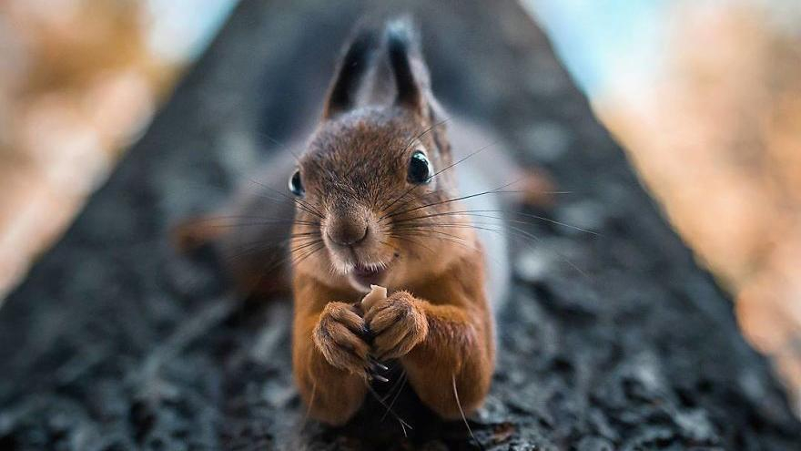 Фотограф снимает животных в невероятно  проникновенных ракурсах: фото