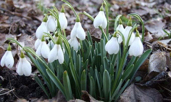 Цветочное чудо перед Новым Годом: В Винницкой области зацвели подснежники Цветочное чудо перед Новым Годом: В Винницкой области зацвели подснежники