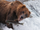 Бурый медведь бросается на лосося, Аляска