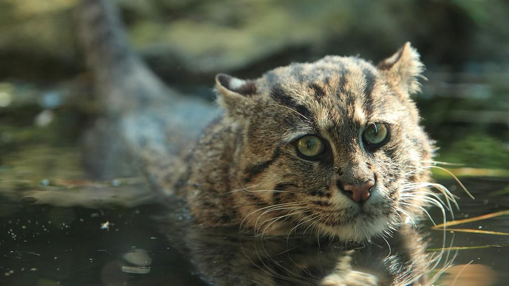 Какие животные в 2017 году исчезли навсегда: эколог назвал список Какие животные в 2017 году исчезли навсегда: эколог назвал список