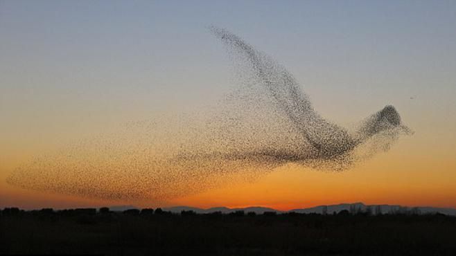 Фотограф случайно поймал момент впечатляющего полета птиц