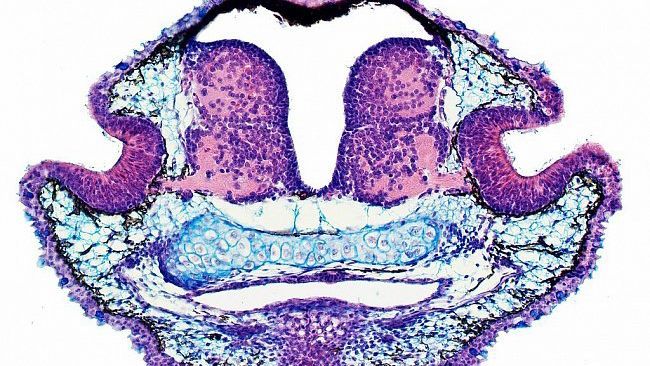 Оголошено переможців конкурсу наукових фото: видовищні знімки Оголошено переможців конкурсу наукових фото: видовищні знімки