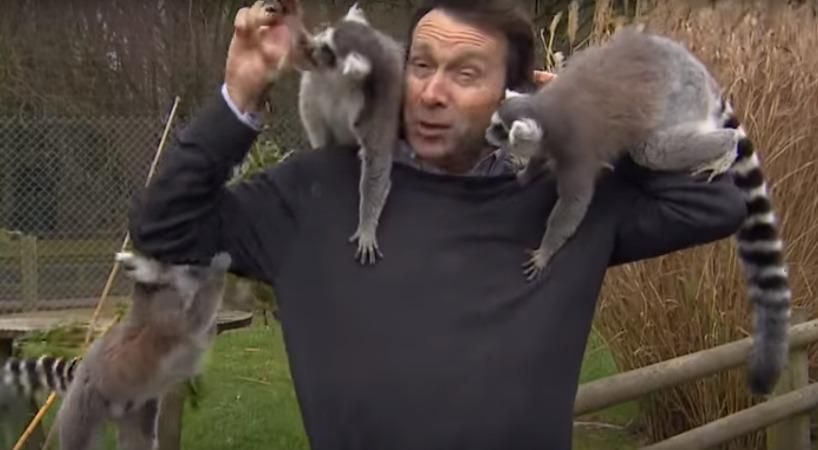 Голодні лемури покусали журналіста під час його репортажу у зоопарку: кумедне відео