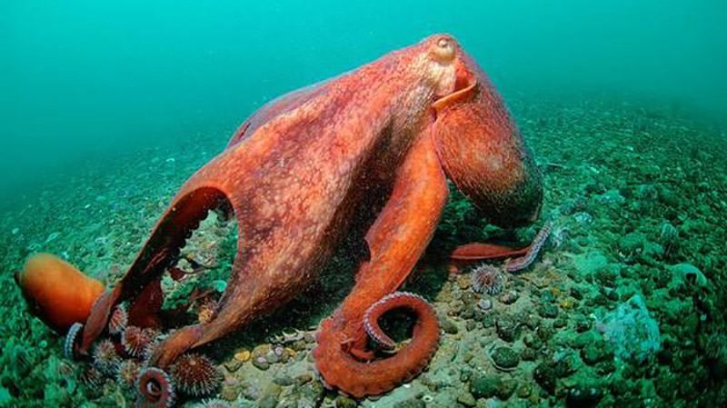 Американський дайвер здивував мережу відео з восьминогом-хамелеоном Американський дайвер здивував мережу відео з восьминогом-хамелеоном