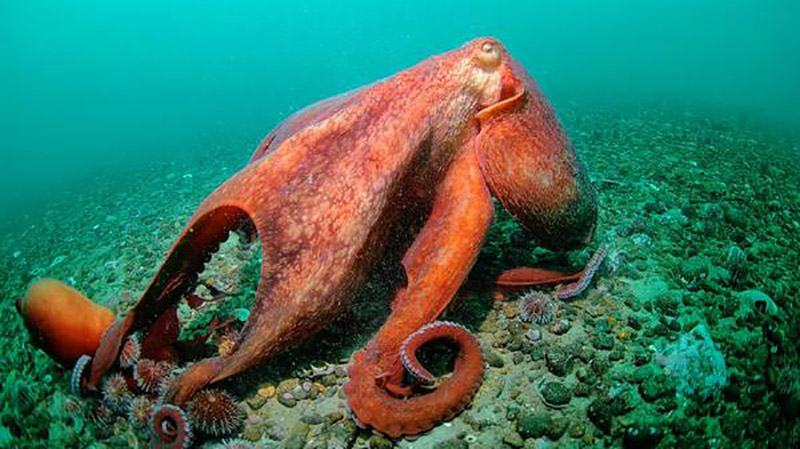 Американский дайвер удивил сеть видео с осьминогом-хамелеоном