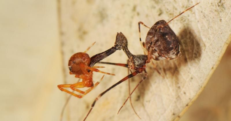 18 "свежих" причин не ехать на Мадагаскар: ученые обнаружили на острове неизвестных науке пауков-убийц