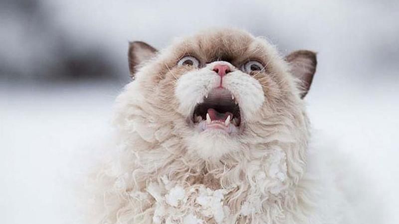 Реакция животных на снег: фантастические эмоции в фото