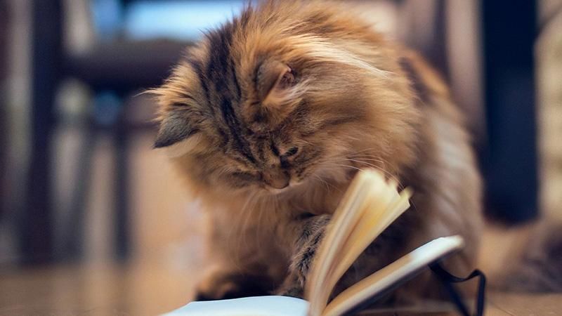 9 незвичайних причин завести кота, які підтверджені наукою 9 незвичайних причин завести кота, які підтверджені наукою