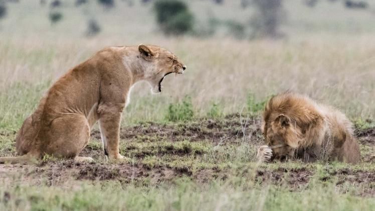 Фотограф зняв кумедну сцену сварки між левами, які дуже нагадують людей: фото
