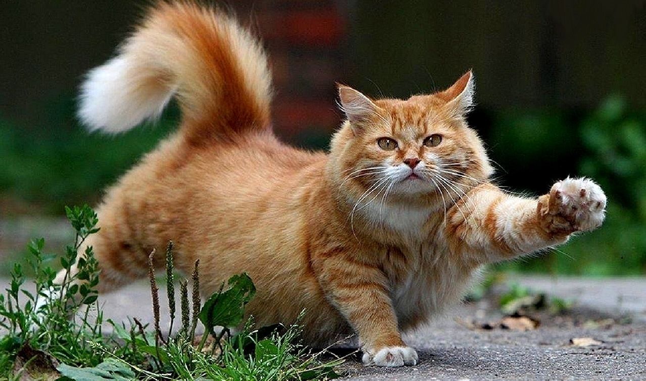 Вчені з'ясували неочікувану подібність між людьми та котами Вчені з'ясували неочікувану подібність між людьми та котами