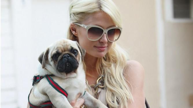 Пэрис Хилтон предлагает рекордную сумму за возвращение похищенного щенка Пэрис Хилтон предлагает рекордную сумму за возвращение похищенного щенка