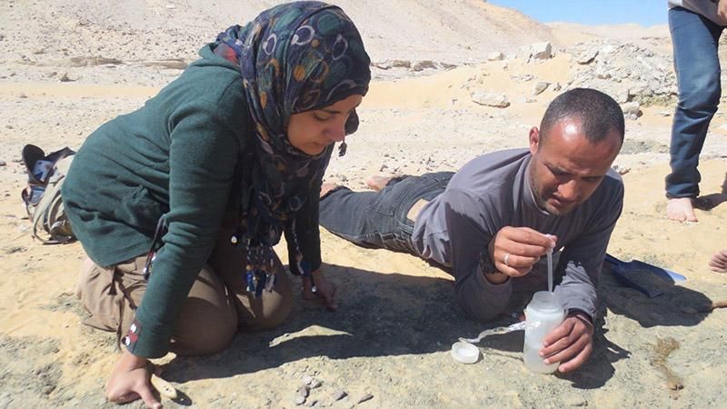 В Египте ученые обнаружили остатки динозавра, который жил 80 миллионов лет назад
