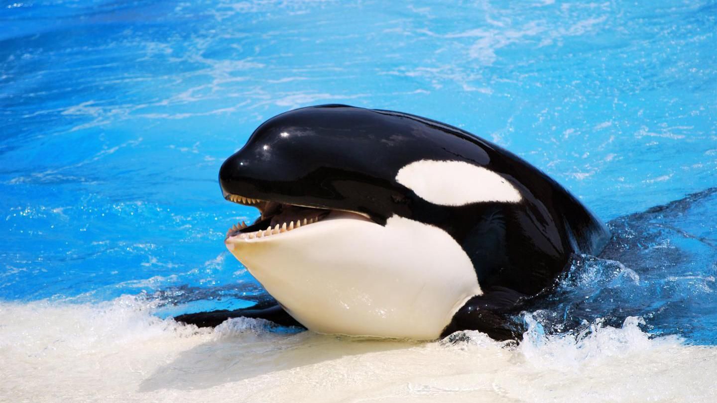 Косатки впервые научились имитировать человеческую речь: увлекательное аудио Косатки впервые научились имитировать человеческую речь: увлекательное аудио