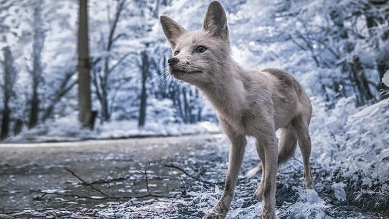 Как выглядит заснеженный Чернобыль: удивительные кадры Как выглядит заснеженный Чернобыль: удивительные кадры