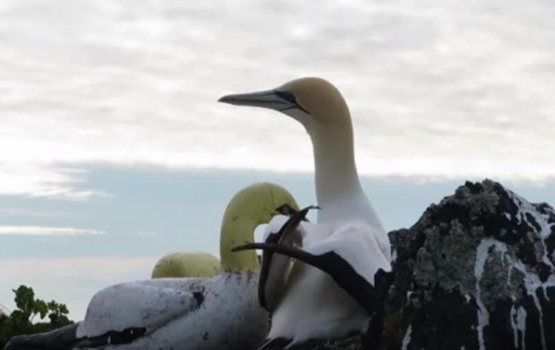 В Новой Зеландии умерла самая одинокая в мире птица: олуша Найджел 5 лет жил среди своих каменных копий В Новой Зеландии умерла самая одинокая в мире птица: олуша Найджел 5 лет жил среди своих каменных копий