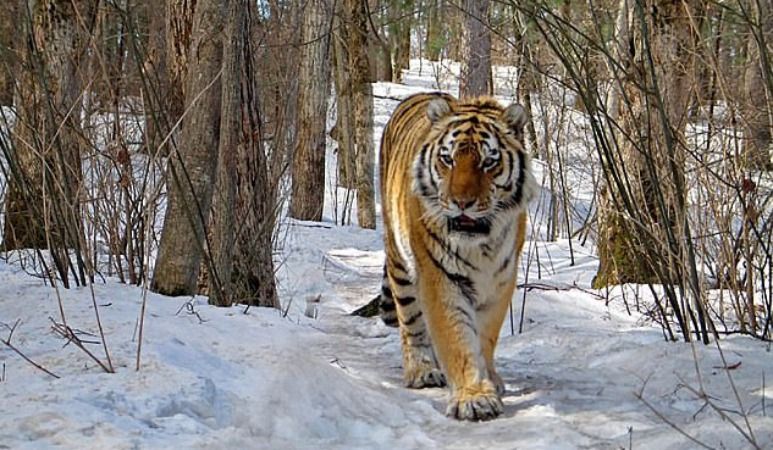 Тигриця прийшла до людей полікувати зуби: неймовірні кадри Тигриця прийшла до людей полікувати зуби: неймовірні кадри