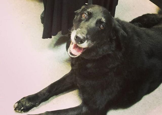 В США собака вернулась к хозяевам через 10 лет после своего исчезновения