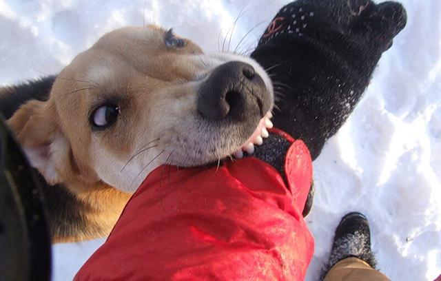 Каких людей чаще всего кусают собаки: ответ ученых