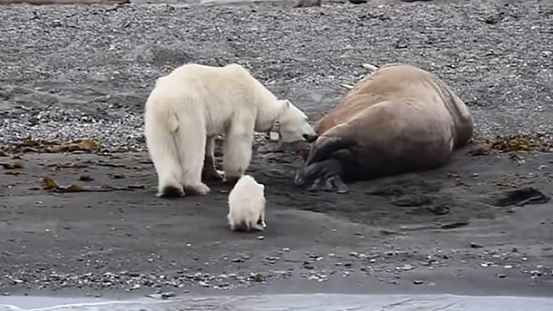 Настоящая борьба за выживание: в сети появилось шокирующее видео спора медведя и моржа
