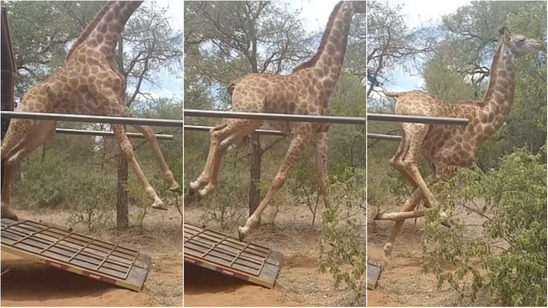Щасливих жирафів вперше випустили на волю: неймовірне відео 
