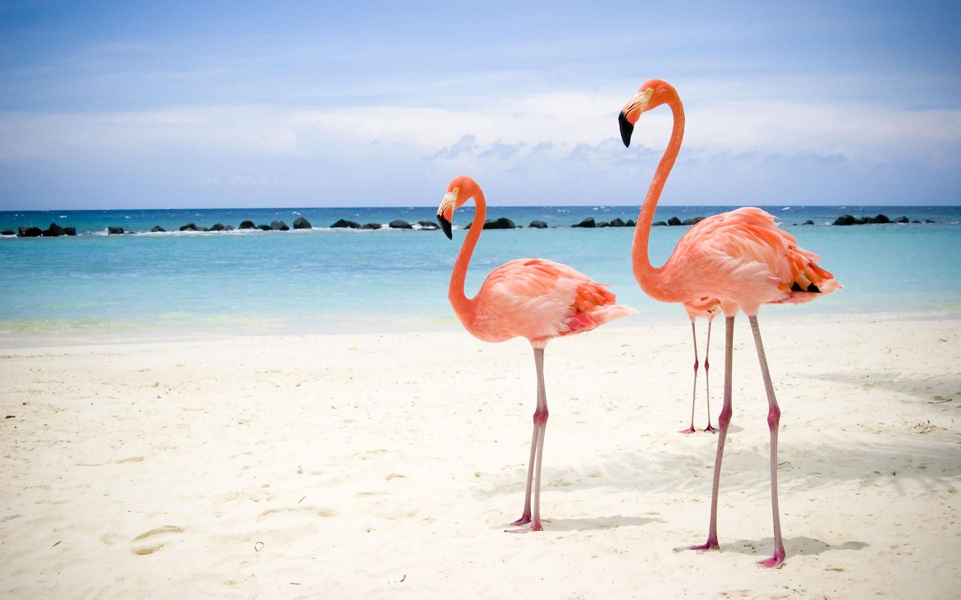 Робота мрії: на Багамах шукають доглядача за фламінго