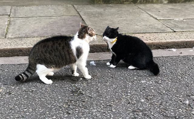 Кіт з офісу прем’єра Британії побився із "колегою" з МЗС: фото Кіт з офісу прем’єра Британії побився із "колегою" з МЗС: фото