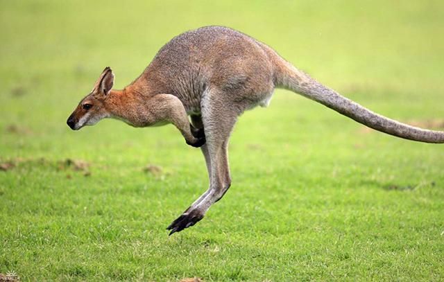 В Австралии кенгуру сломал челюсть охотнику