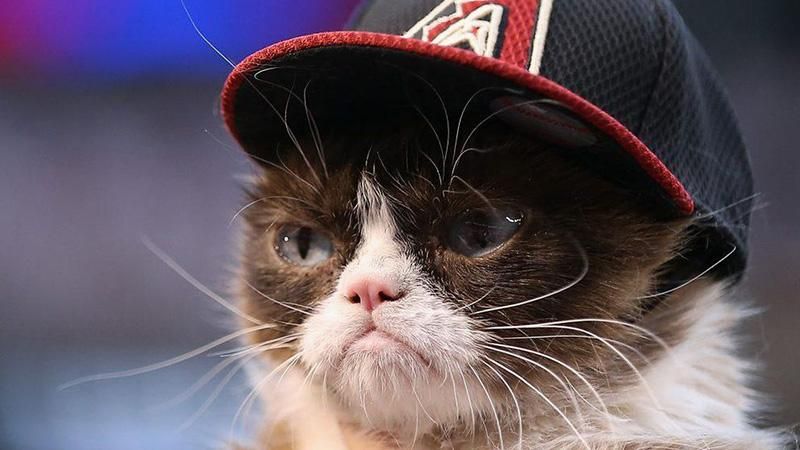 Кіт вразив мережу своєю нахабністю: курйозне відео Кіт вразив мережу своєю нахабністю: курйозне відео