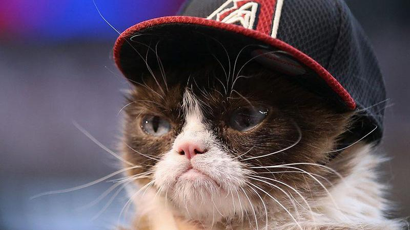 Кот поразил сеть своей наглостью: курьезное видео