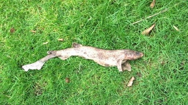 Британець знайшов у своєму саду акулу, яка впала просто з неба: фото Британець знайшов у своєму саду акулу, яка впала просто з неба: фото