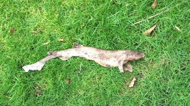 Британец нашел в своем саду акулу, которая упала прямо с неба: фото