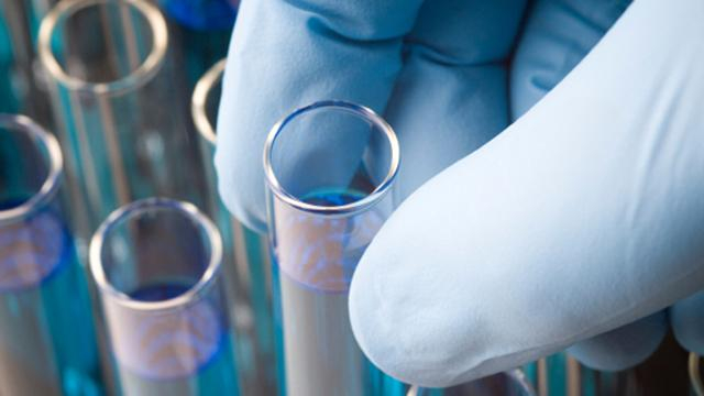 Ученые впервые вырастили эмбрион овцы с клетками человека