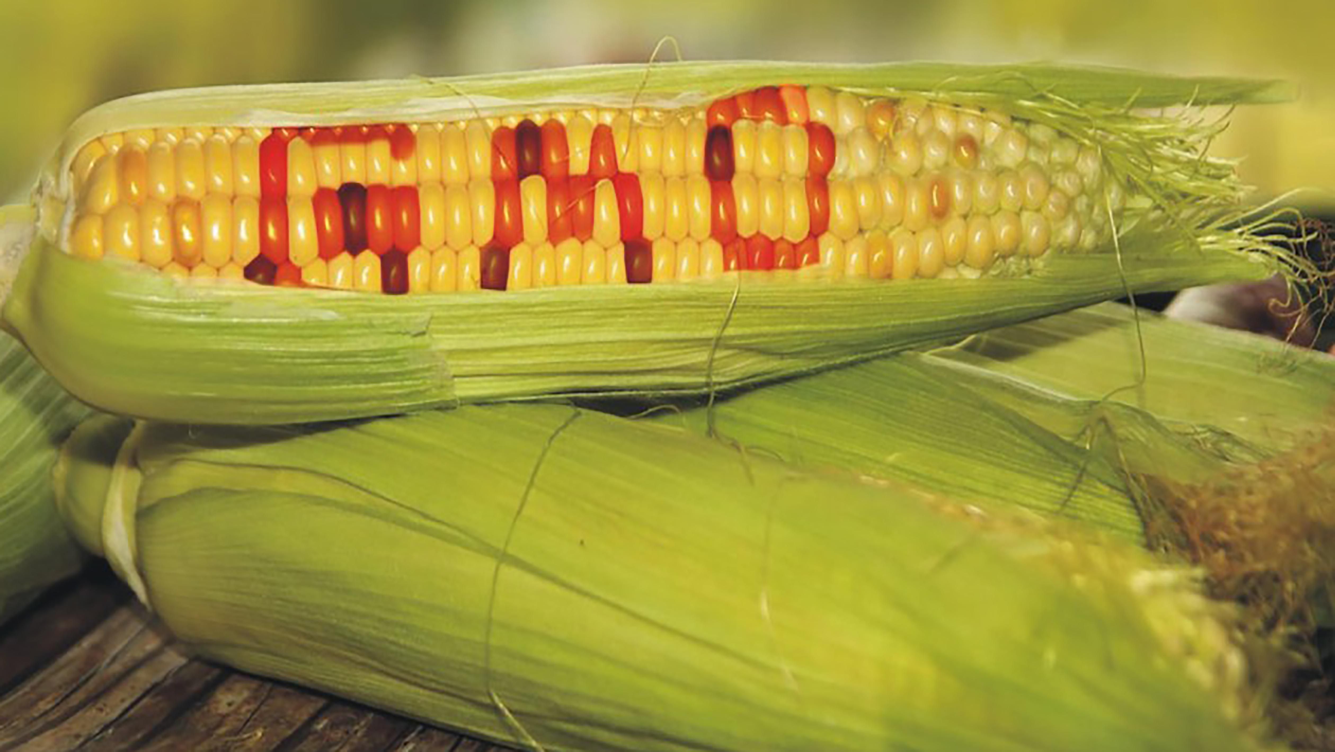 ГМО-кукурудза корисна для здоров'я: результати досліджень